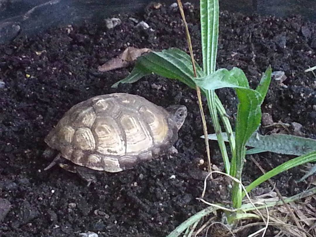 Three Toed Tortoise - CURRENTLY UNAVAILABLE image 0